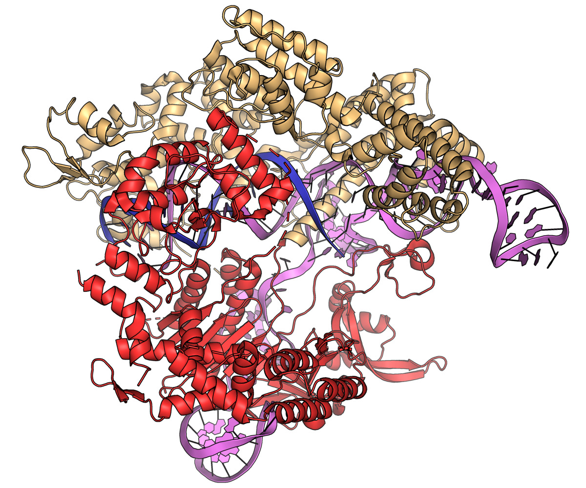 CRISPR in 2026: Why We Are Finally Curing the 'Incurable'