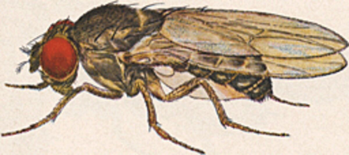 The 2-Ingredient Fruit Fly Trap That Actually Works