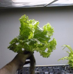 I Built a Smart Indoor Hydroponic Garden: My Honest 2026 Review